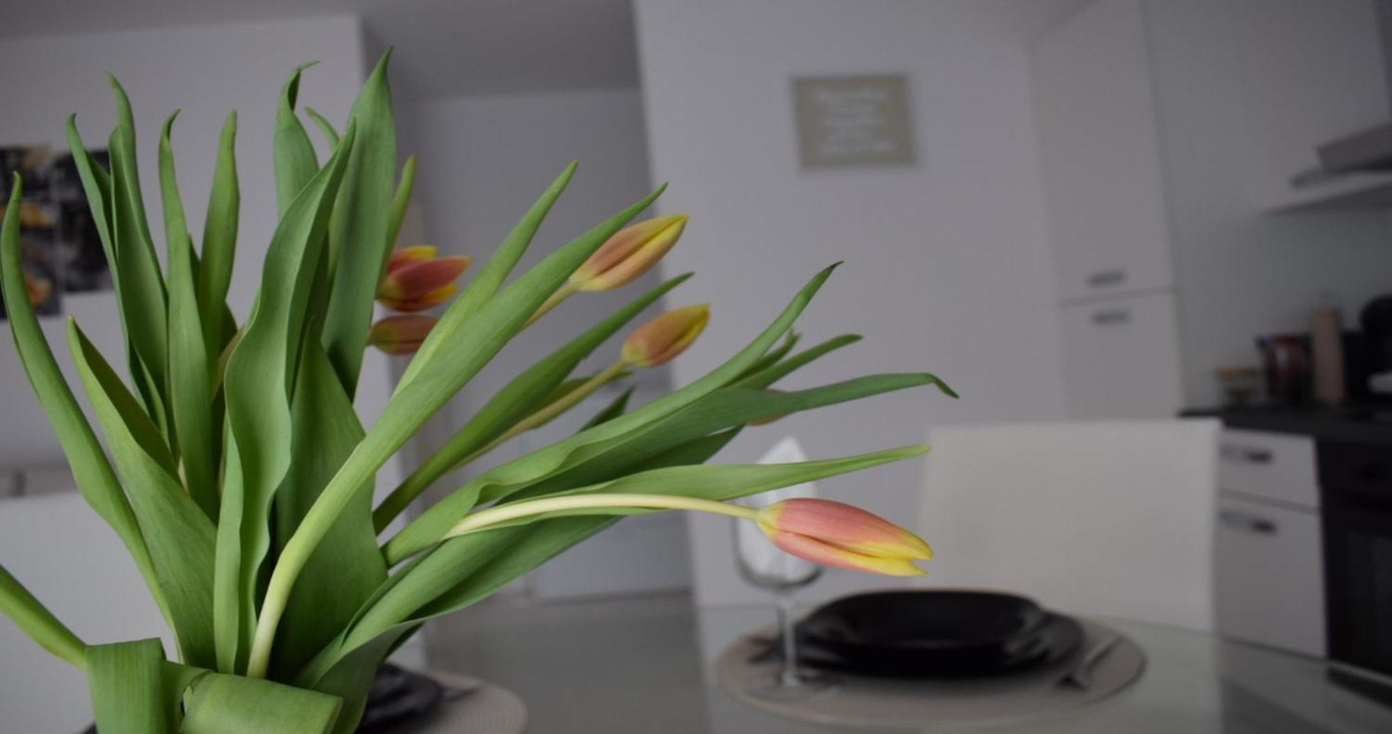 Apartmani Foresta Kras Buitenkant foto